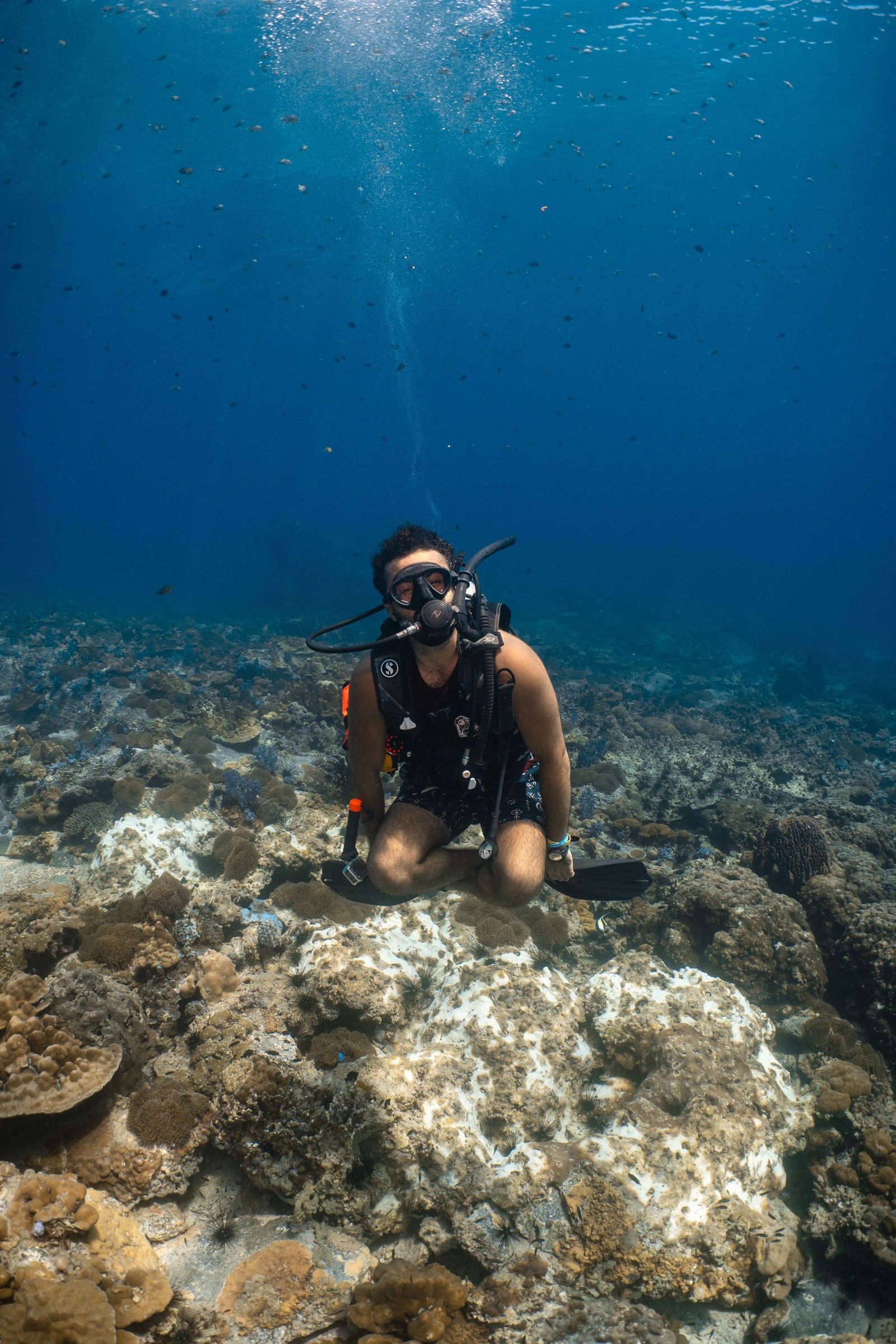 Underwater view of a reef during scuba diving in Oman