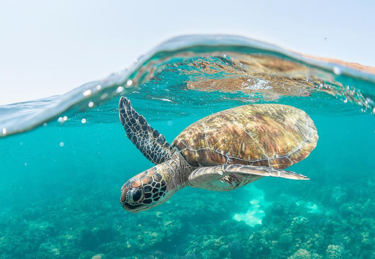 My First Time Scuba Diving in Daymaniyat: What the Photos Don’t Show