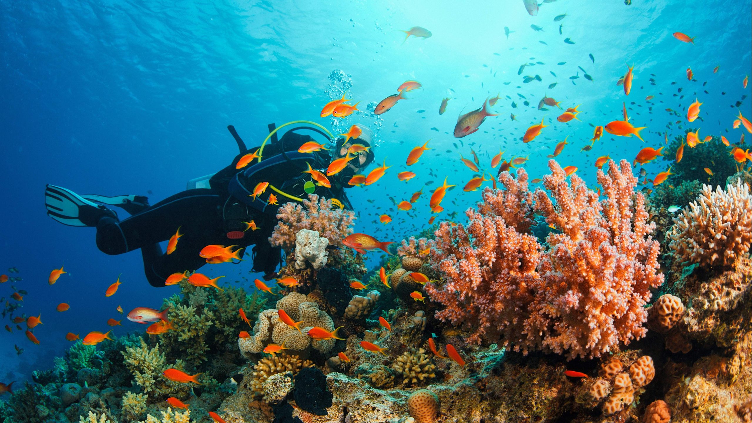 Daymaniyat Scuba Diving: Explore Oman’s Most Stunning Underwater World