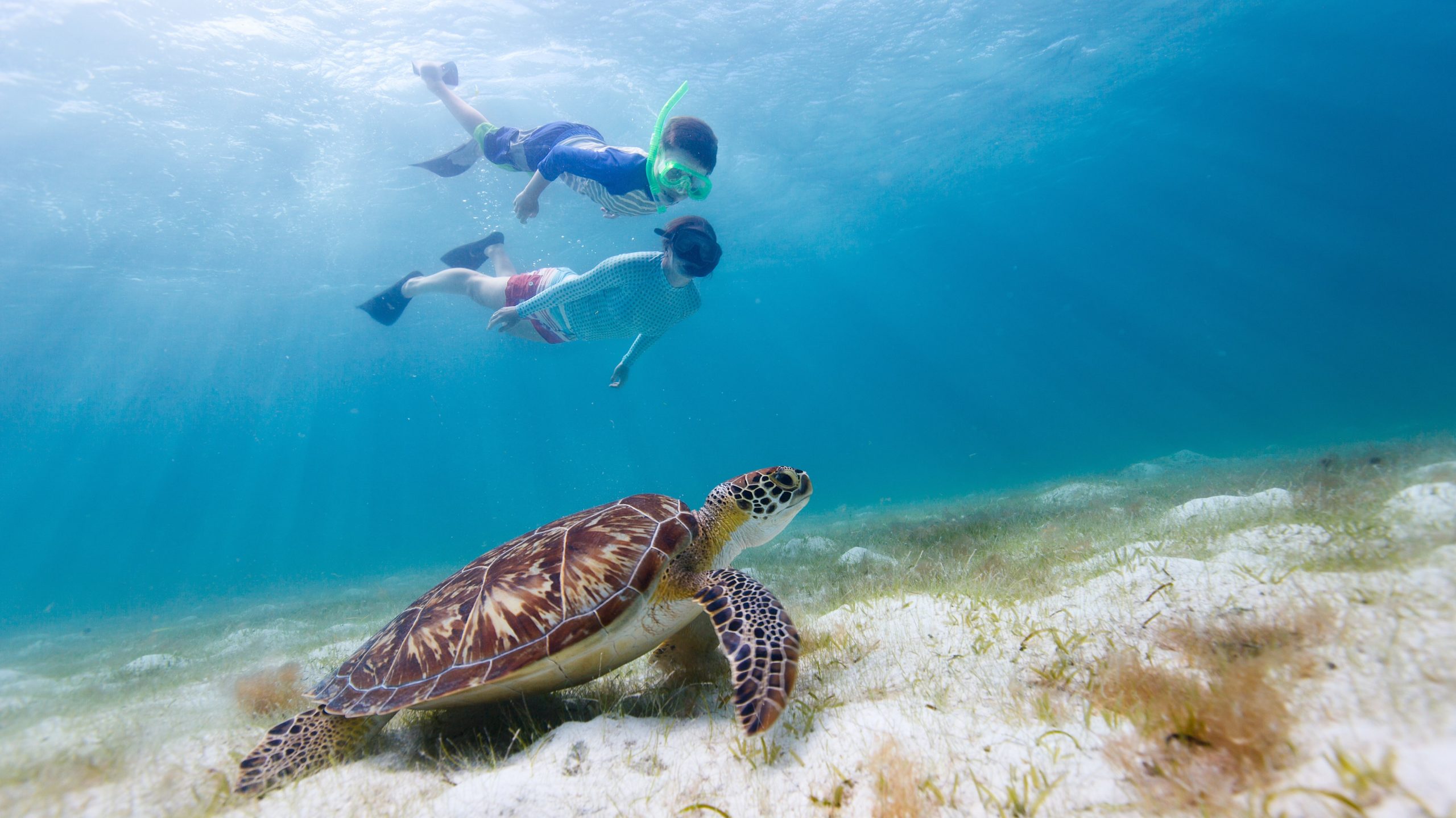Snorkeling with turtles for the first time.