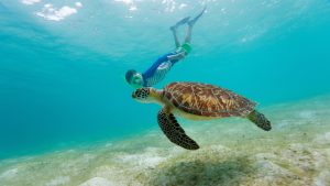 Snorkeling and marine life in Oman near Muscat