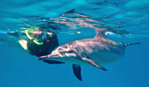 Snorkeler observing a dolphin underwater in Oman