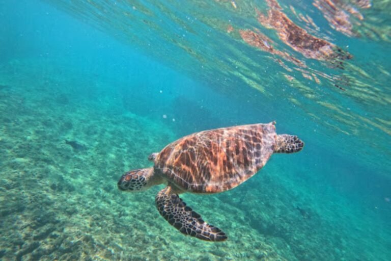 Sea turtle swimming above a coral reef near the Daymaniyat Islands