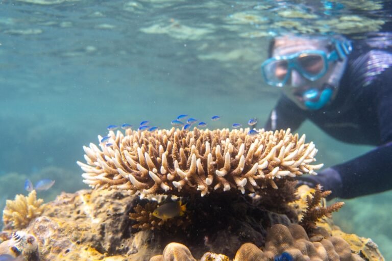 Snorkeling among coral and marine life at Daymaniyat Islands