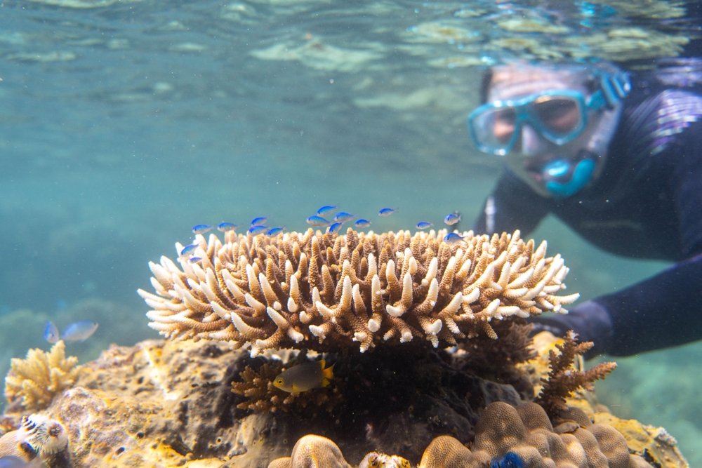 Snorkeling among coral and marine life at Daymaniyat Islands