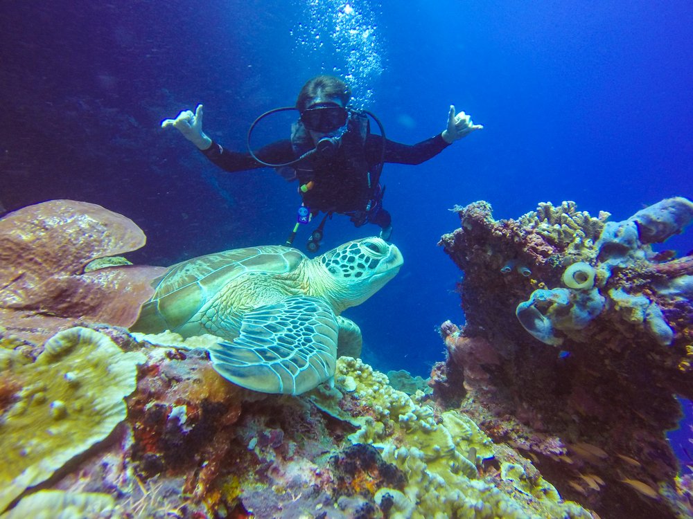 Snorkeling or Scuba Diving at Daymaniyat: Which Should You Book?