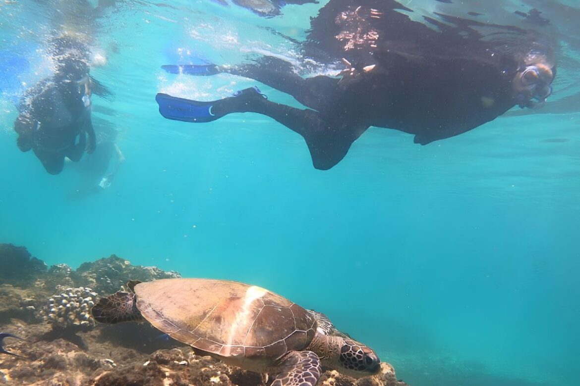 Sea turtle swimming underwater near the Daymaniyat Islands in Oman