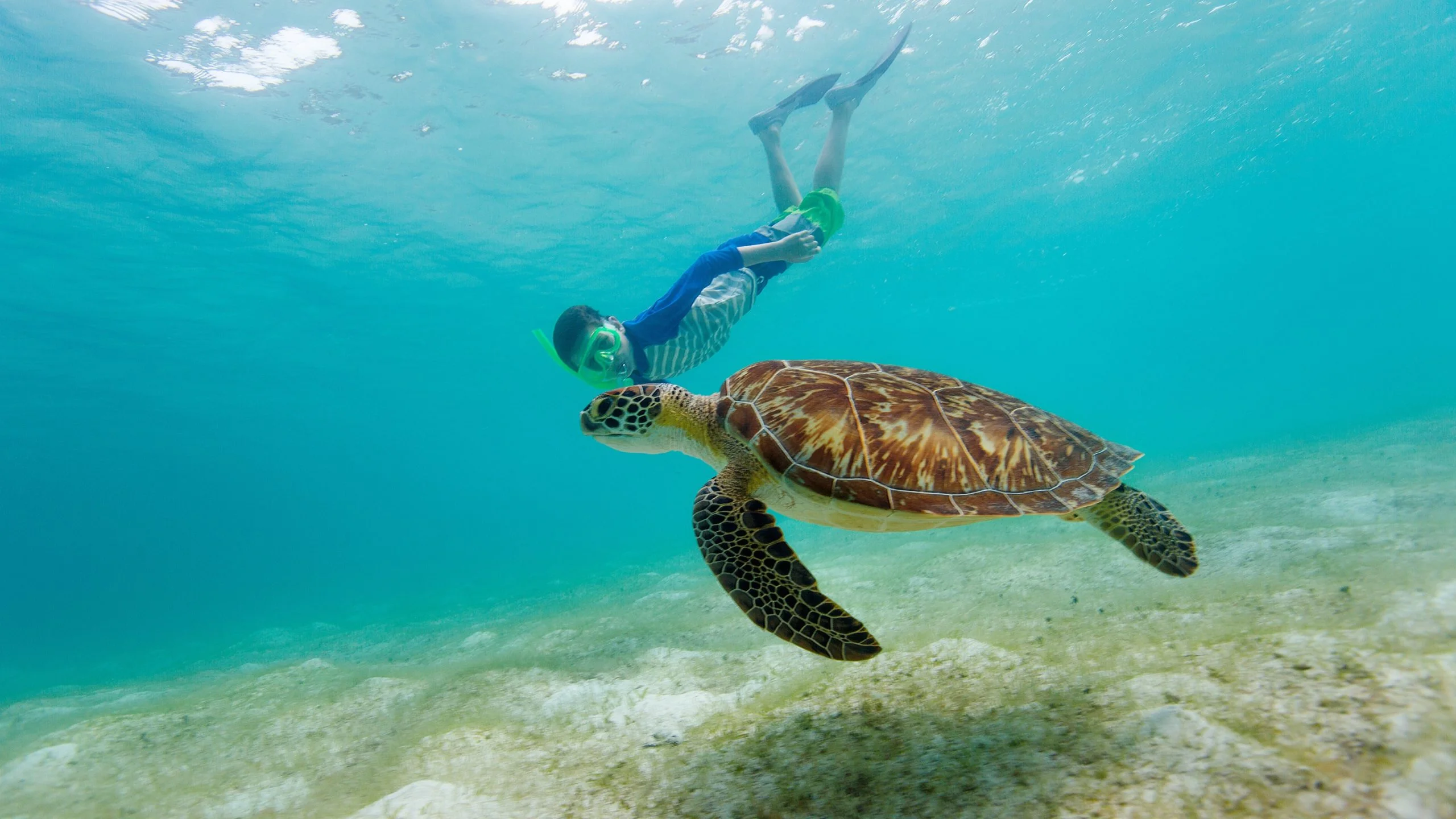 Snorkeling and marine life in Oman near Muscat