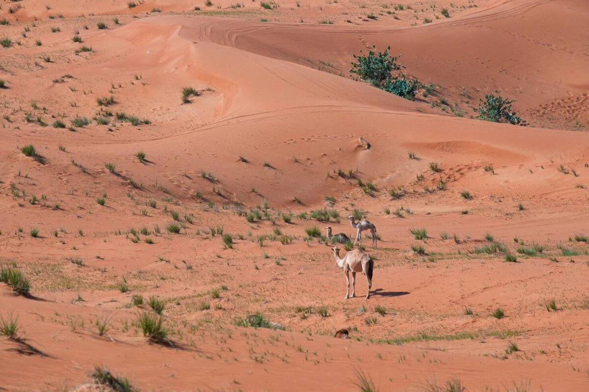 beautiful-shot-camel-sand-dunes-desert-dubai-uae_181624-39240