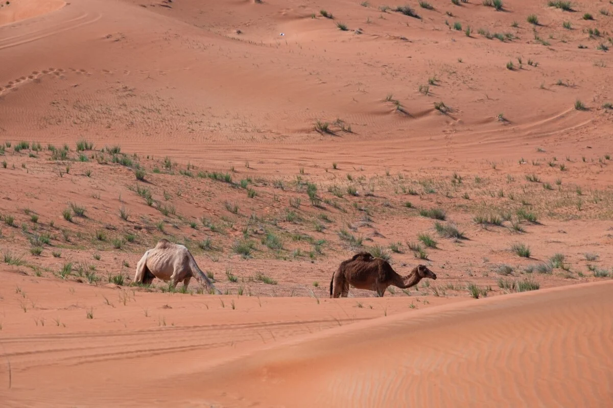 beautiful-shot-camel-sand-dunes-desert-dubai-uae_181624-50033