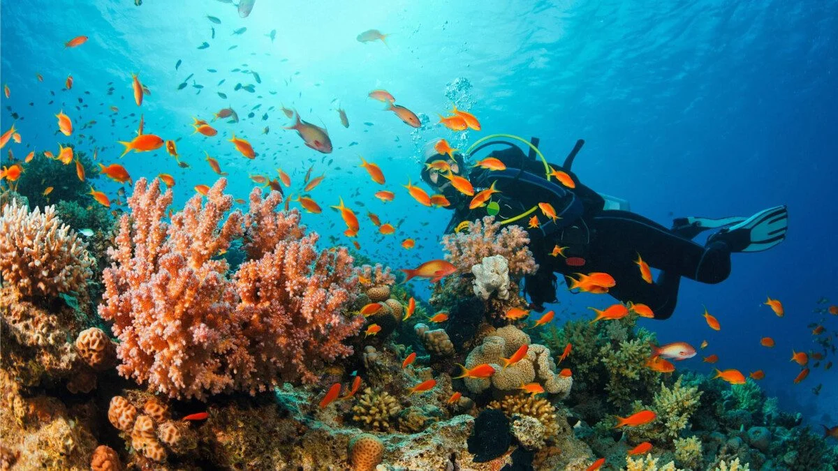 private tours muscat oman