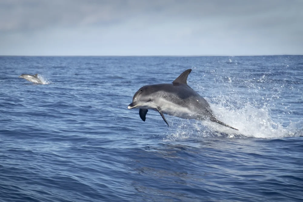 Dolphin watching in Muscat with dolphins leaping from the water