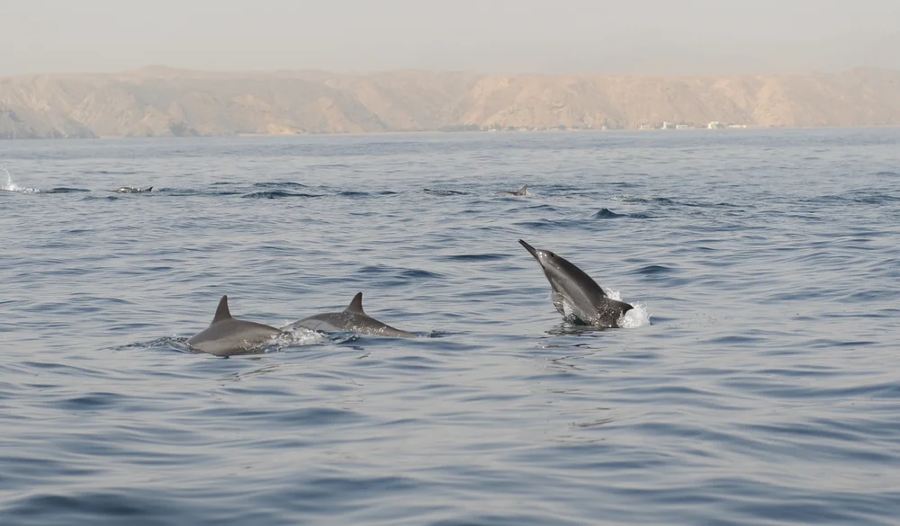 Dolphin watching and snorkeling in Muscat