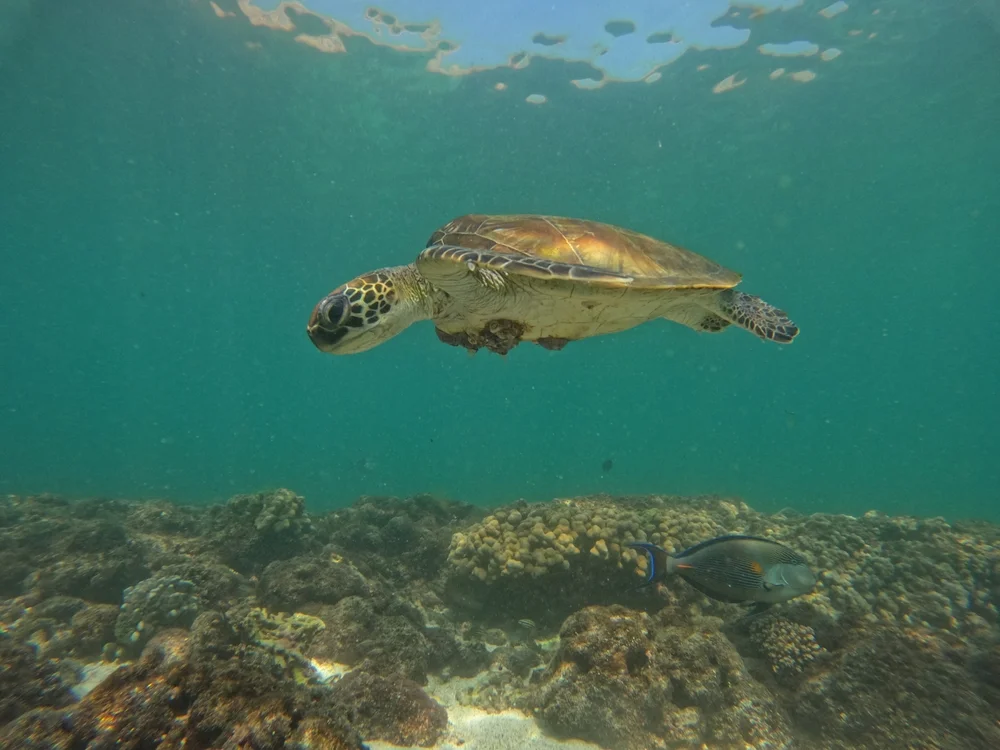 Sea turtle swimming near coral reefs while snorkeling in Oman