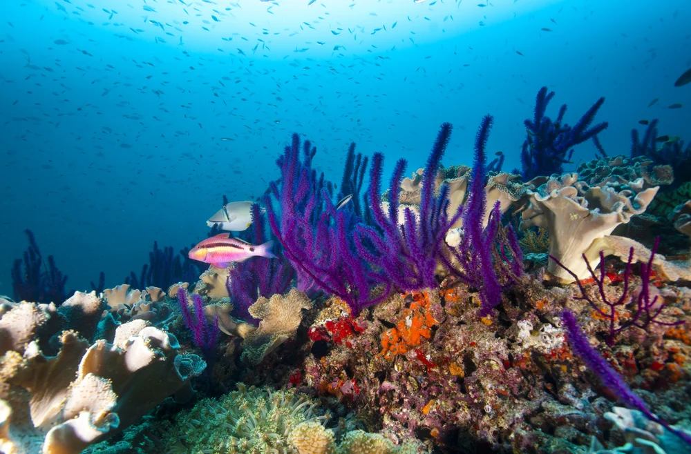 Healthy coral reef supporting marine life in Oman