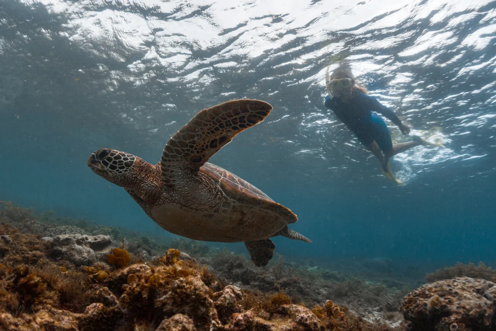 Sea turtle and snorkeler at Daymaniyat Islands