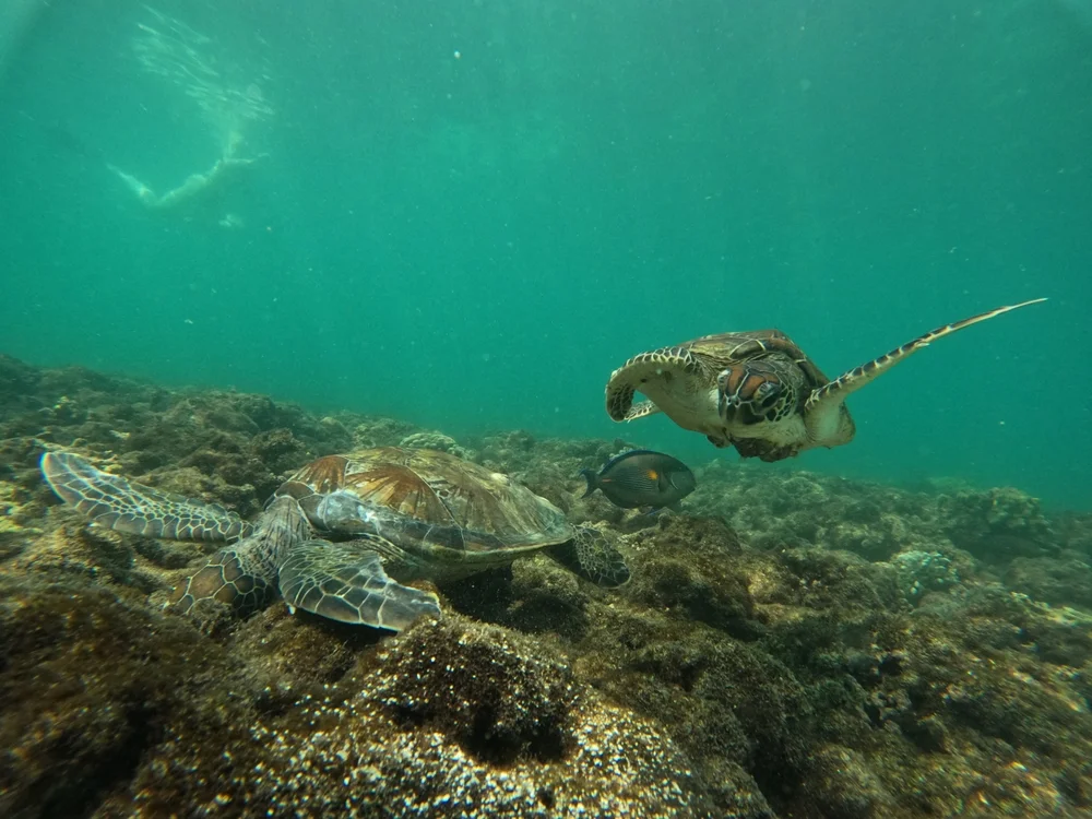 Sea turtle snorkeling at Daymaniyat Islands Oman