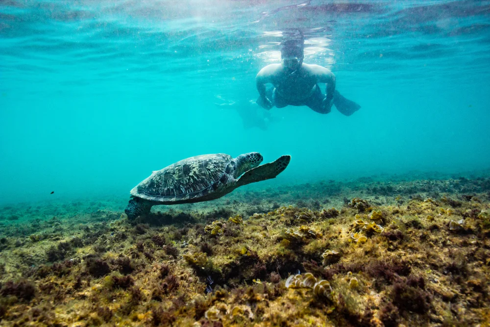 Snorkeler observing a sea turtle at Daymaniyat Islands