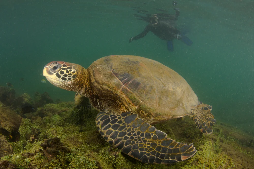 Snorkeler observing a sea turtle from a respectful distance