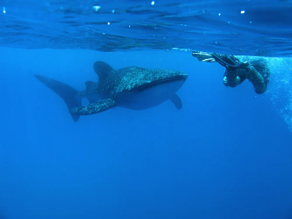 Snorkeler observing a whale shark underwater