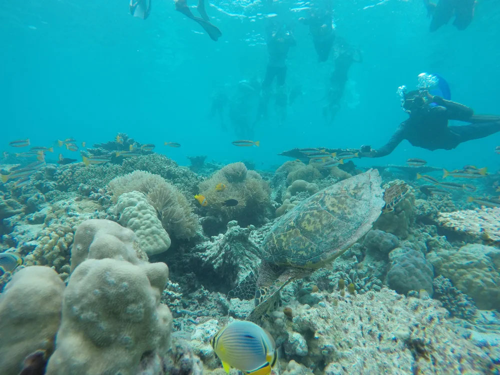Snorkeler photographing sea turtle in Oman