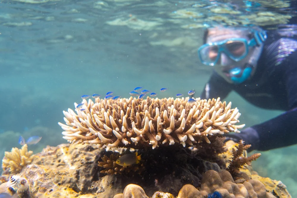 Snorkeling among coral and marine life at Daymaniyat Islands