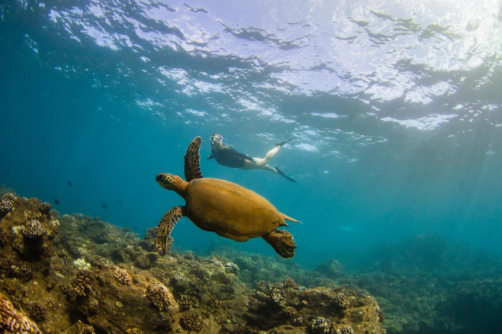 Snorkeling with sea turtles in Oman