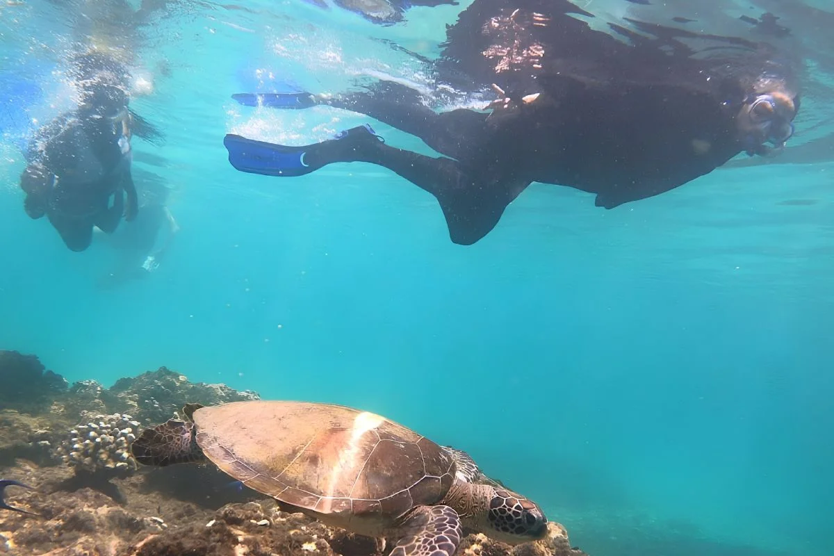 Sea turtle swimming underwater near the Daymaniyat Islands in Oman